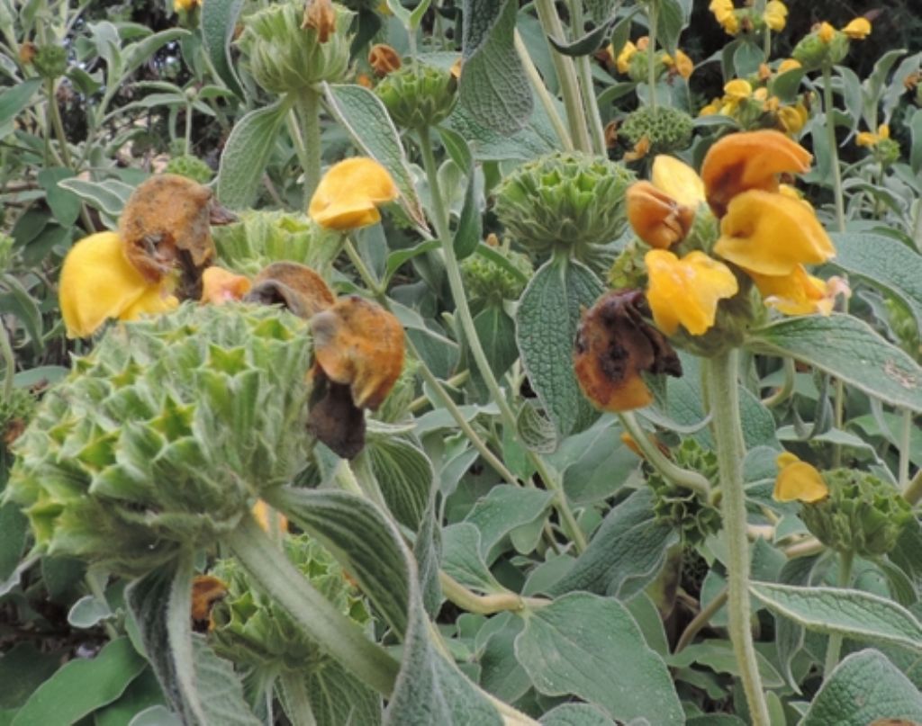 Pianta con foglie vellutate:  Phlomis fruticosa (Lamiaceae)